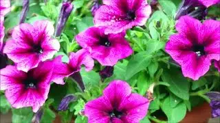How to Grow Petunias from Seed