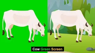 Cow Green Screen | Green Sreen | Green BackGround Screen