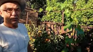 Работа с пасынками на молодых, только посаженных кустах винограда  Первый год жизни