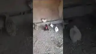 Охотничий фазан молодые этого года