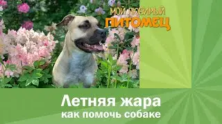 КАК ПОМОЧЬ СОБАКЕ В ЖАРУ? Рекомендации кинологов