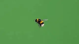 Flying Bumblebee – Free Green Screen Stock Footage LOOPED VFX ANIMATION