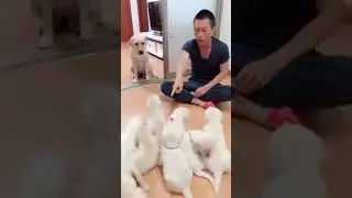 İ love puppy dogs /köpekler seviyoruz