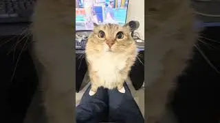 котик #асмр #котики #кот