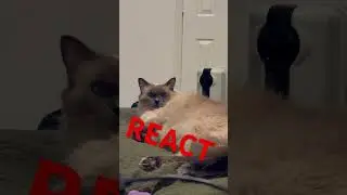 Siamese cat REACTS to vacuuming in the other room