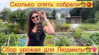 СБОР УРОЖАЯ ДЛЯ ЛЮДМИЛЫ👩‍🌾🍅СКОЛЬКО ОПЯТЬ СОБРАЛИ🍅👩‍🌾👍🏻