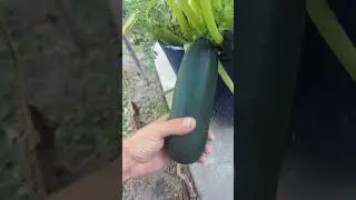 How do I know when it's ready? It looks like it's about to burst
