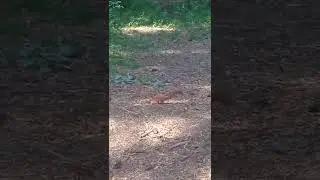 Ко мне опять пришла белочка