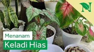 Cara Menanam Keladi Hias / Caladium Populer Agar Berdaun Besar