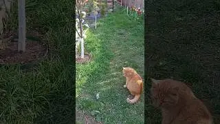Рыжик поймал добычу... 