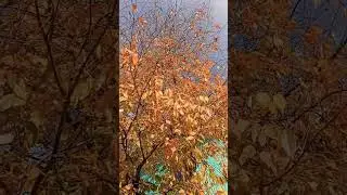 Листья на ветру🍂🍂