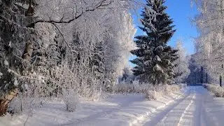Красоты леса Томск