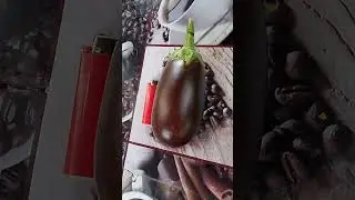 Первый баклажан Эпик F1!