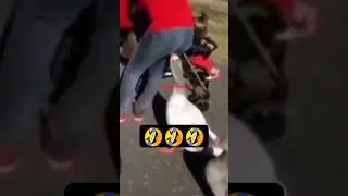 funny Vibes 🤣 