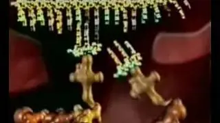 ДНК  Столь сложная и столь маленькая
