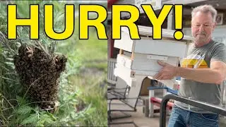 Beekeeping | Catching A Swarm In A Warre Hive
