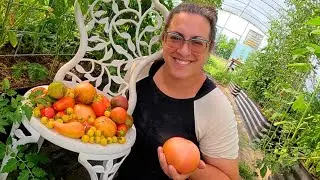 2024 Garden & HARVEST Tour Week 13: Colorful Heirloom Tomatoes!
