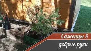 Цены растут, а я отдам. Туя Брабант саженцы ЗКС высота 50+. Дальше - больше .