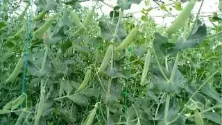Горох - с человеческий рост)))