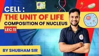 "Understanding the Composition of the Nucleus: An In-Depth Guide"