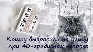 Кошку  выбросили на улицу в 40 градусный мороз. История Лиси