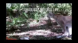 Fototrampeo del oso negro y puma en Tamaulipas