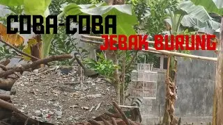 jebak burung perkutut tapi amsyong