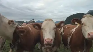 Cowbell Orchestra of Austria