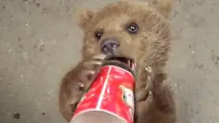 Georgian Bear Drunk Coca Cola