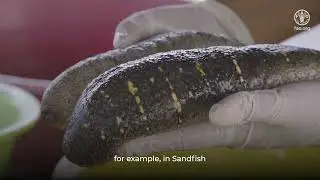 Sea Cucumber Processing in Sri Lanka