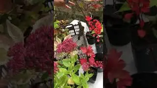 Осенний набор кустарников
