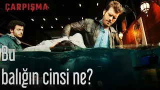 Çarpışma - Bu Balığın Cinsi Ne?