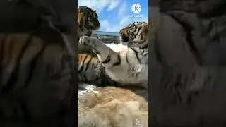🤷‍♀️:Do tigers dance?  🐯:Yes??