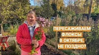 Осенняя посадка флоксов в октябре