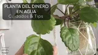 Plantas que puedes cultivar en agua - Planta del Dinero