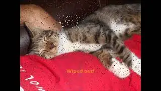 Cupid Gets A Home