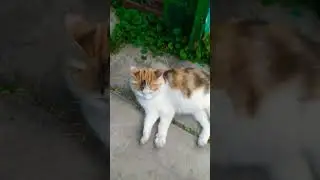 тренд с котом