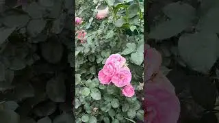 Rose Bailando. (Bailando) Floribunda