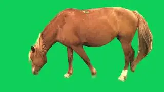Green Screen Brown Horse eating