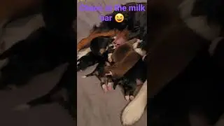 Chaos at the milk bar