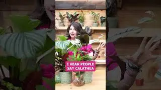 How do you pronounce calathea?!