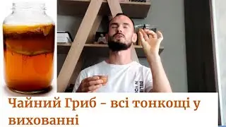 Все про Комбучу!(чайний гриб)