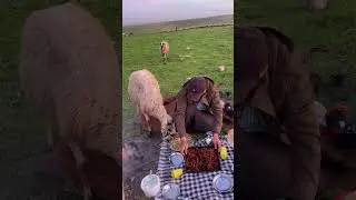 Gülçin çayı döktü  ekmek giti