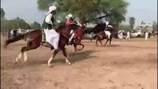 horse video | horse riding | horses status | short video | youtube shorts | horses videos #shorts