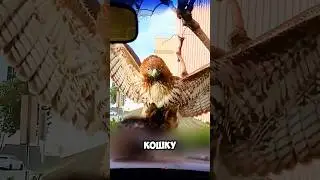 Орел хотел украсть котёнка 😨🫣 
