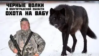 Охота на волка. ДОБЫТ ЧЁРНЫЙ ВОЛК!!!