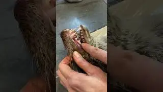 Зубы выдры #anatomy #vet #animals