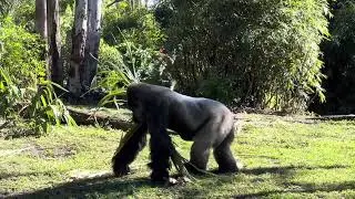 Gorillas at Animal Kingdom 