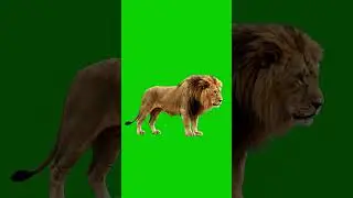 Lion  Green Screen 🦁 FREE Asset | 