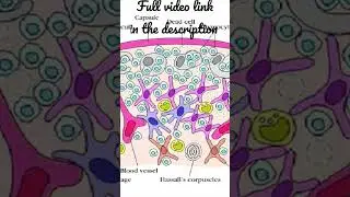 Histology of the Thymus - Epithelial Cells  